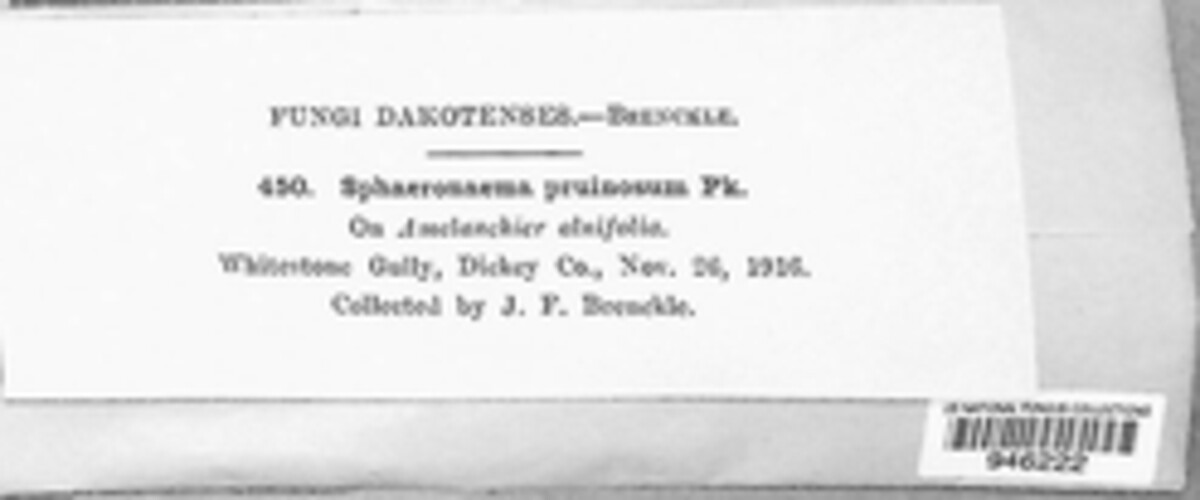Cryptosporiopsis pruinosa image